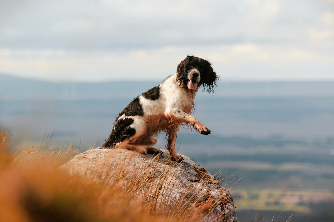 Springer Mountain: Starting Point of the Appalachian Trail — Springer Mountain