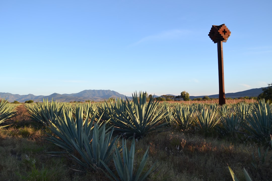 梅斯卡尔之旅：在龙舌兰间探索手工酿酒厂 - 68100 Oaxaca de Juárez | Secret World Trip Planner