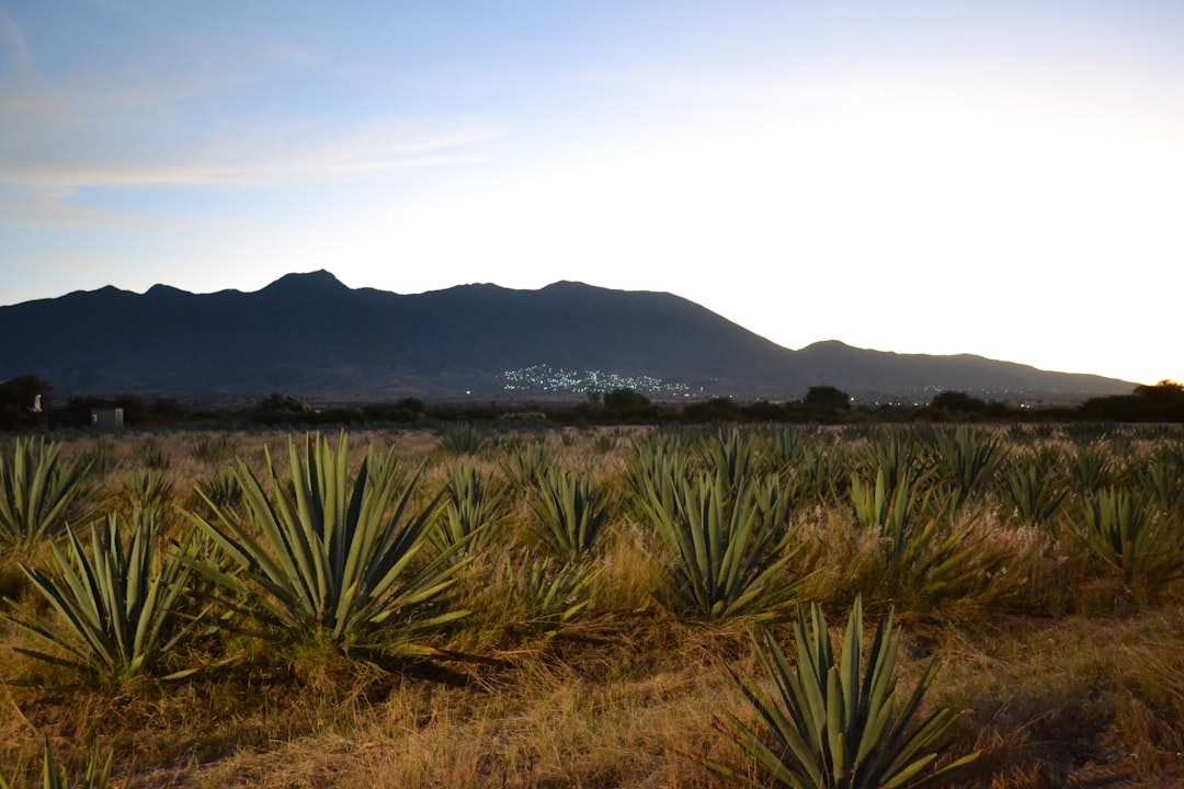 梅斯卡尔之旅：在龙舌兰间探索手工酿酒厂 - 68100 Oaxaca de Juárez | Secret World Trip Planner