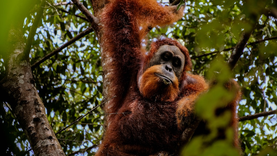 Bukit Lawang: trekking tra gli orangutan di Sumatra - Kabupaten Langkat | Secret World Trip Planner