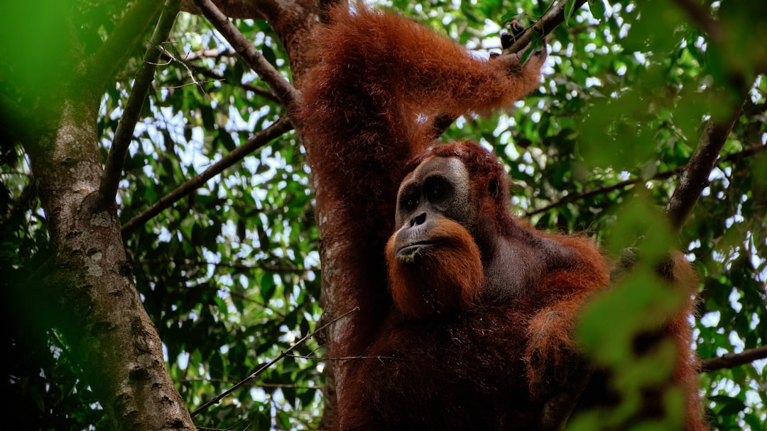 Bukit Lawang: trekking tra gli orangutan di Sumatra - Kabupaten Langkat | Secret World Trip Planner