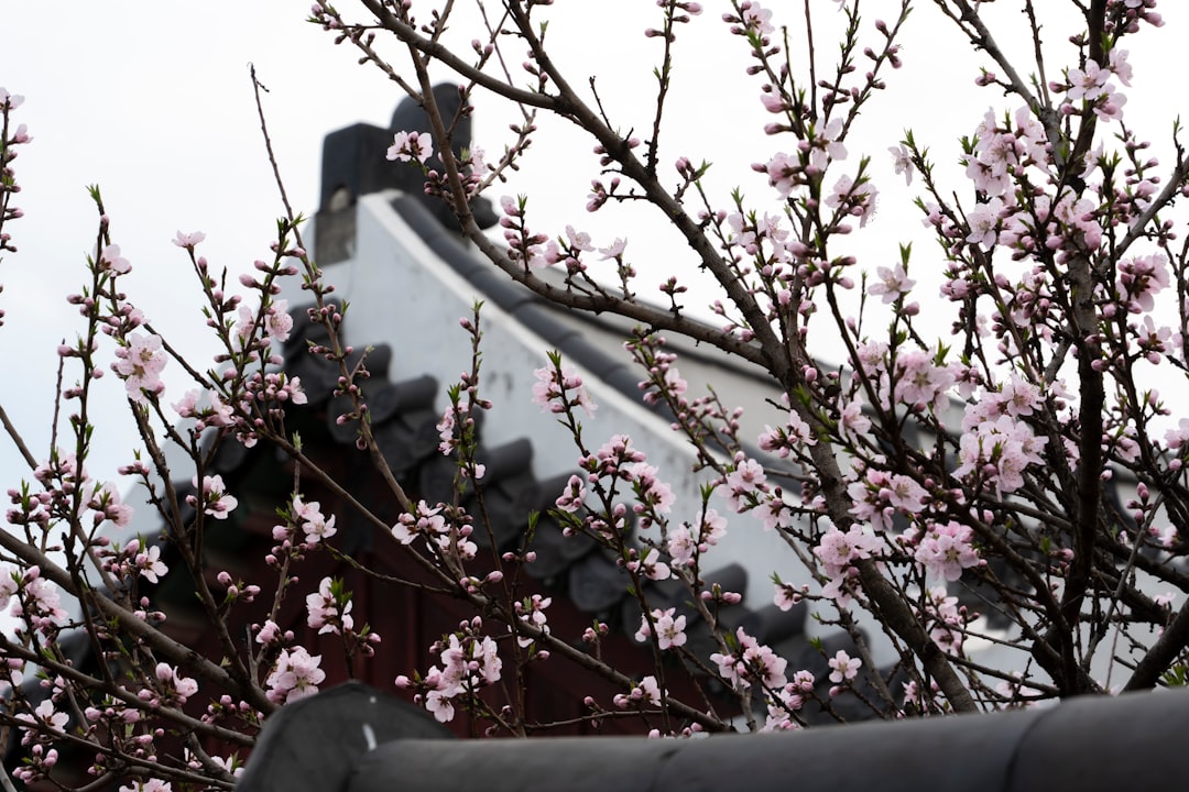 Gyeonghuigung : le palais paisible de Séoul - Jongno District | Secret World Trip Planner