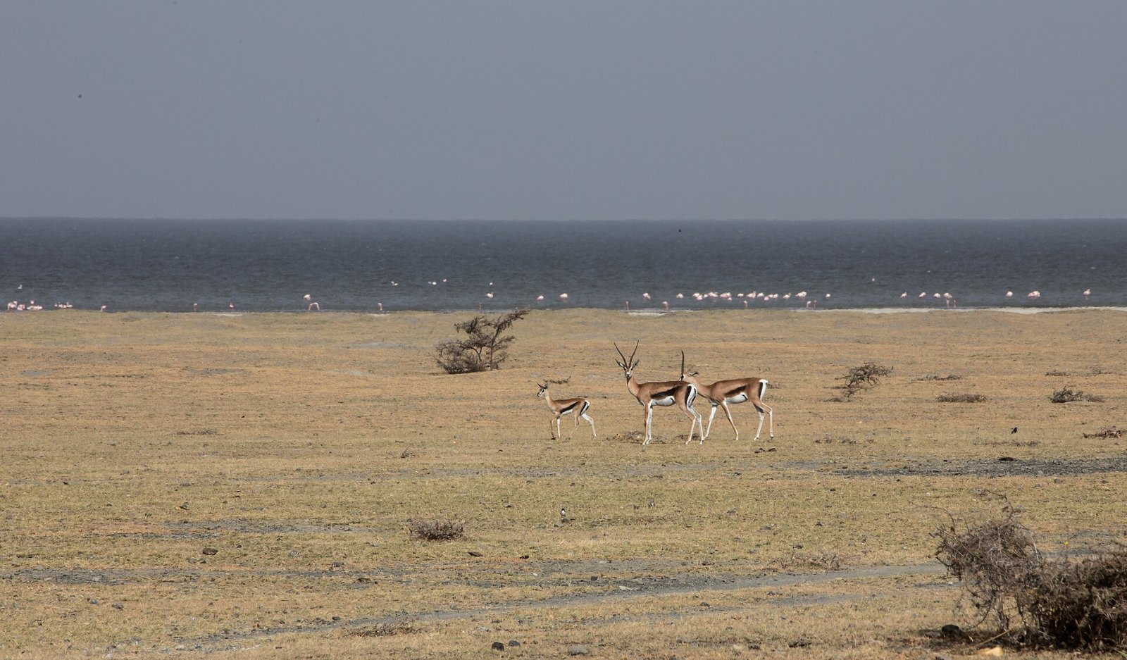 Descubra Flamingo: um canto encantador da Etiópia - FJ5P+3Q Dole | Secret World Trip Planner