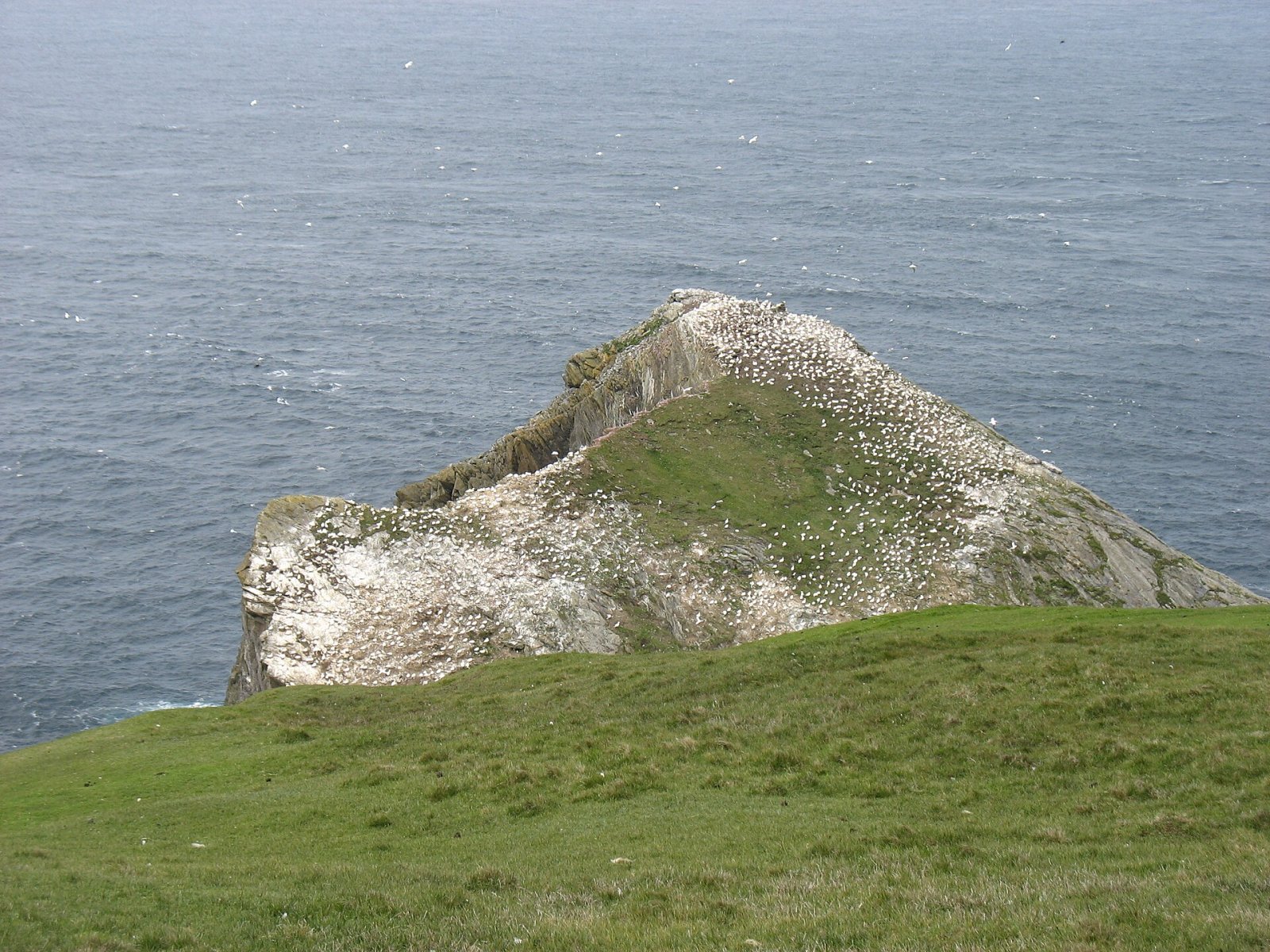 Descubra Hermaness Hill: um canto da natureza na Escócia — Burrafirth