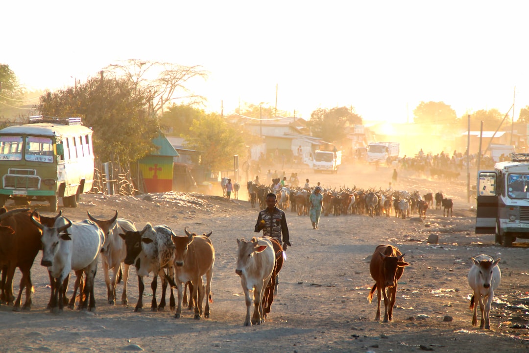 Discover Abera: A Corner of Nature in Ethiopia - C6GQ+2R Abera | Secret World Trip Planner