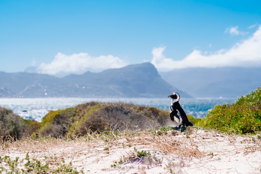 Boulders Beach: African Penguins in Cape Town - Cape Town | Secret World Trip Planner