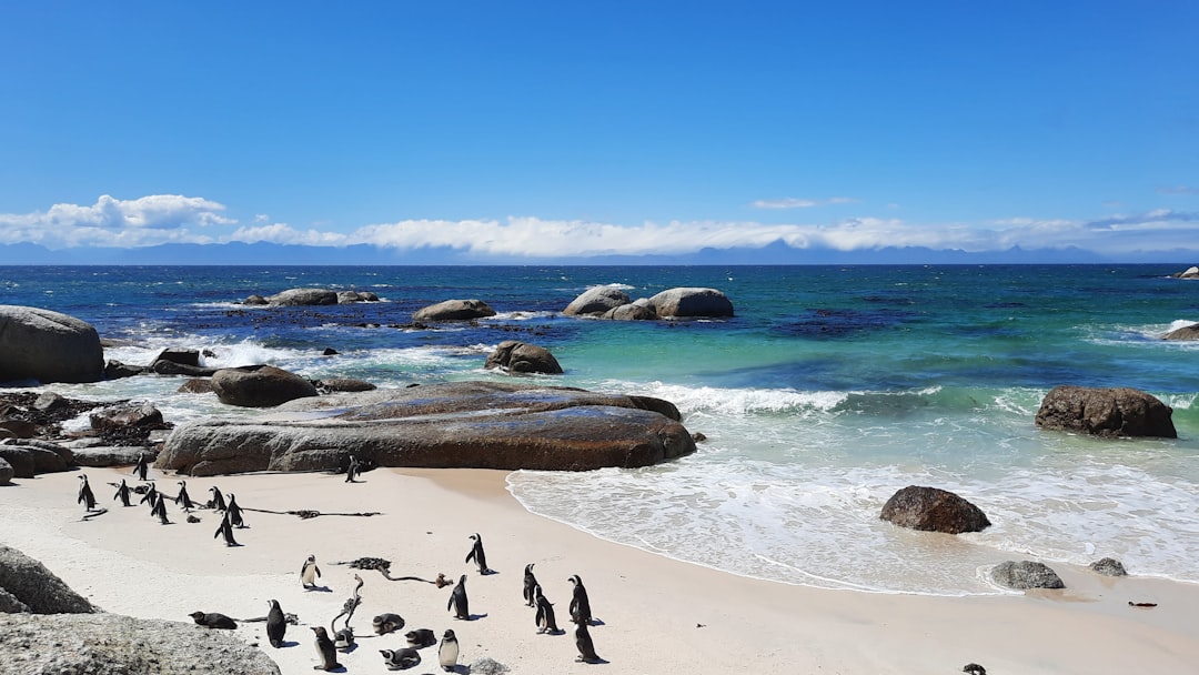 Boulders Beach: African Penguins in Cape Town - Cape Town | Secret World Trip Planner