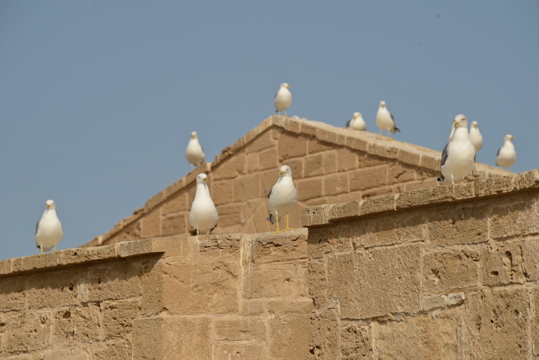 Mercati di Essaouira: legno, vento e spezie blu - Medina of Essaouira | Secret World Trip Planner