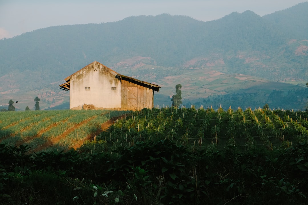 Tabacco e mogotes: la fattoria di Benito a Viñales — J77M+7RC