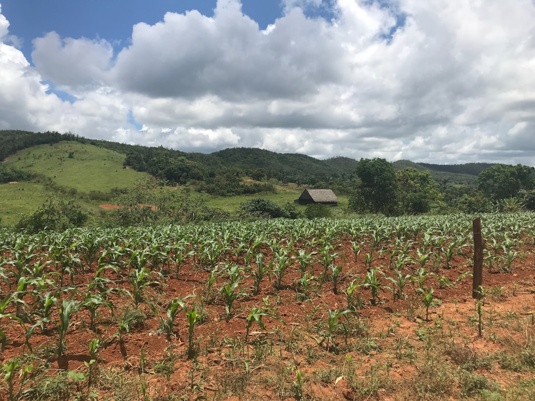 Tobacco and Mogotes: Benito's Farm in Viñales - J77M+7RC | Secret World Trip Planner