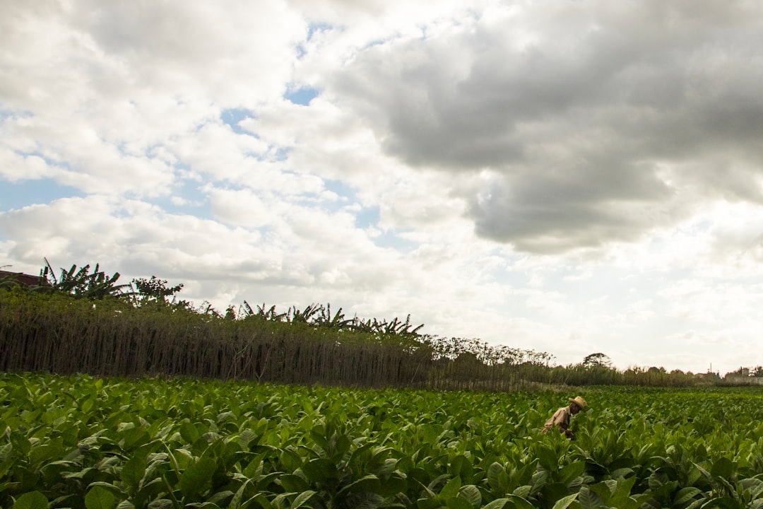 Tobacco and Mogotes: Benito's Farm in Viñales - J77M+7RC | Secret World Trip Planner