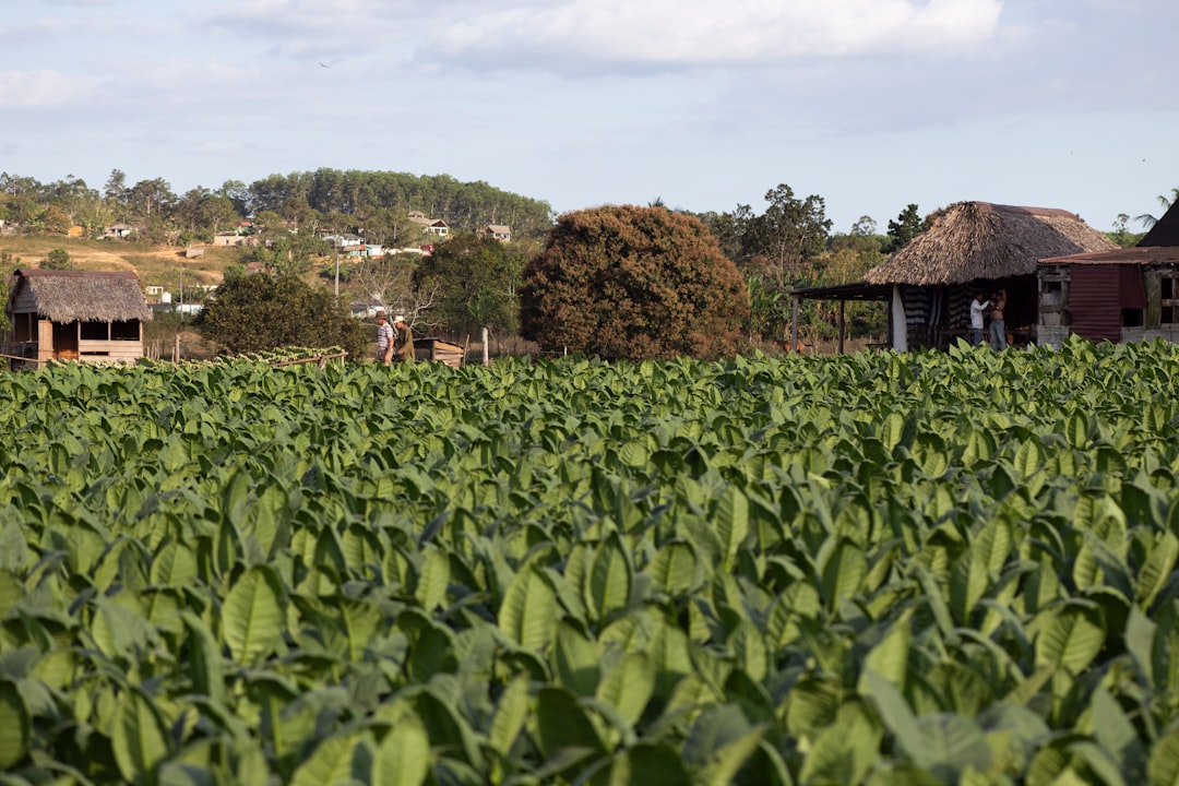 Tobacco and Mogotes: Benito's Farm in Viñales - J77M+7RC | Secret World Trip Planner