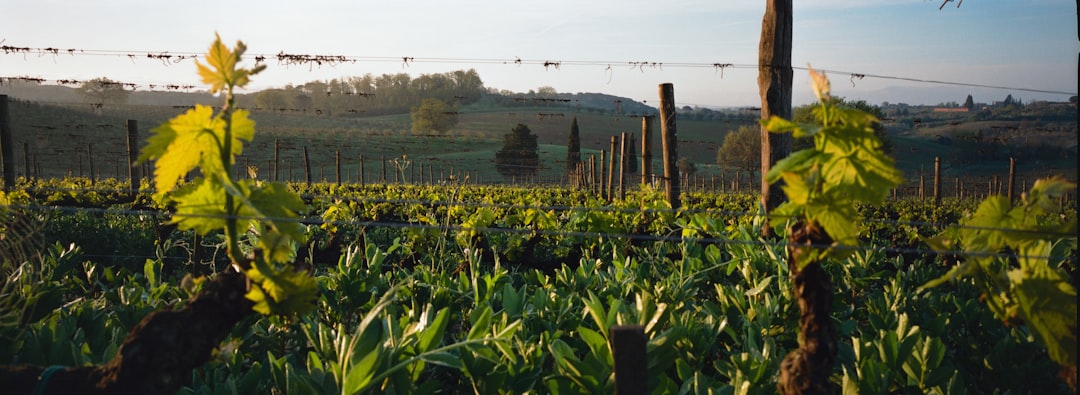 Tabaco e mogotes: a fazenda de Benito em Viñales - J77M+7RC | Secret World Trip Planner