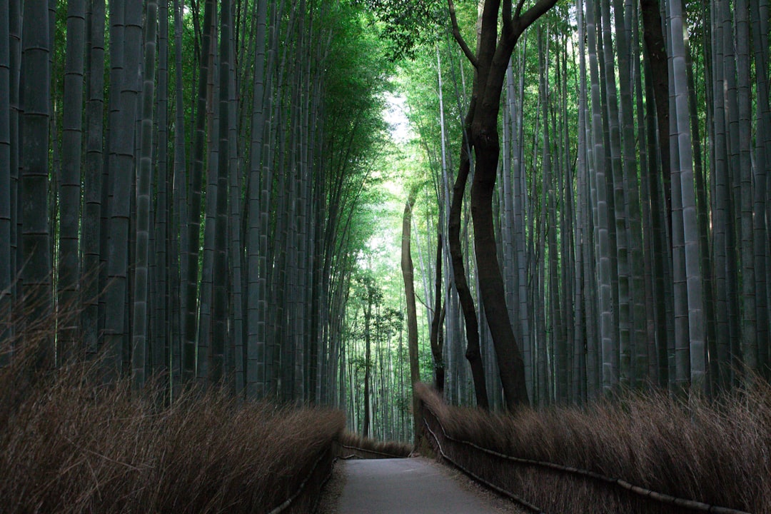 Foresta di Bambù di Arashiyama: luce e suoni - Kyoto | Secret World Trip Planner