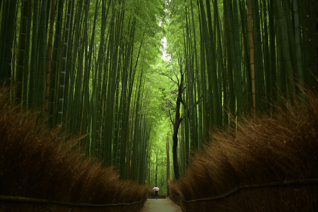 Foresta di Bambù di Arashiyama: luce e suoni - Kyoto | Secret World Trip Planner