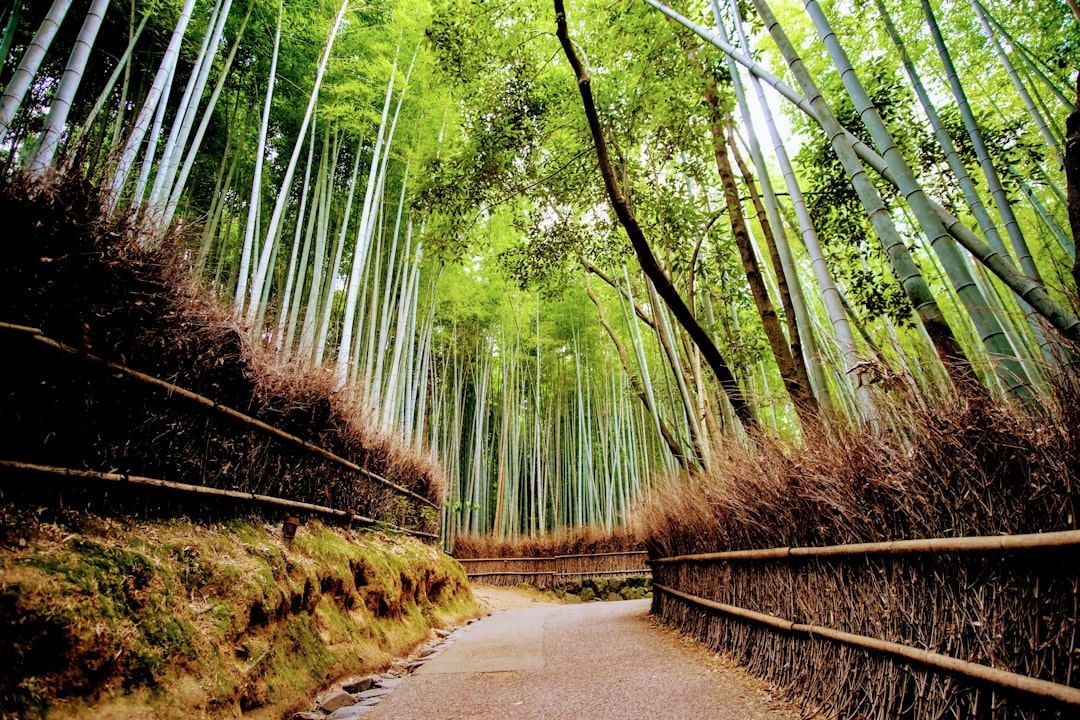 Arashiyama Bamboo Grove: Light and Sounds Experience - Kyoto | Secret World Trip Planner