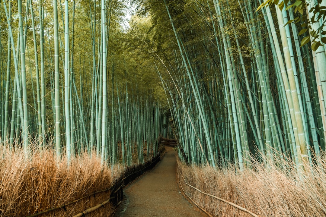 Arashiyama Bamboo Grove: Light and Sounds Experience - Kyoto | Secret World Trip Planner