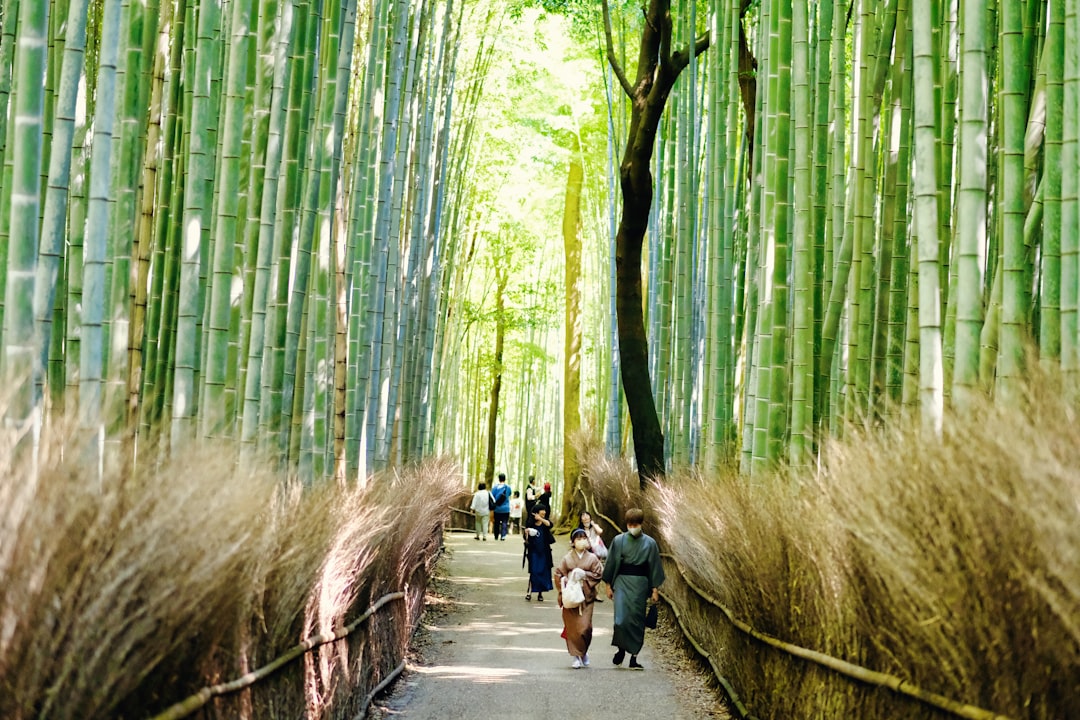 Forêt de Bambou d'Arashiyama : lumière et sons - Kyoto | Secret World Trip Planner