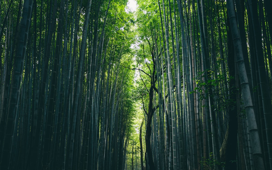 Floresta de Bambu de Arashiyama: luz e sons - Kyoto | Secret World Trip Planner