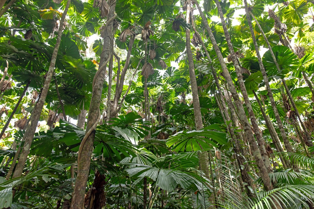 Selva de Daintree: paisajes entre selva y coral - 2333 Cape Tribulation Rd | Secret World Trip Planner