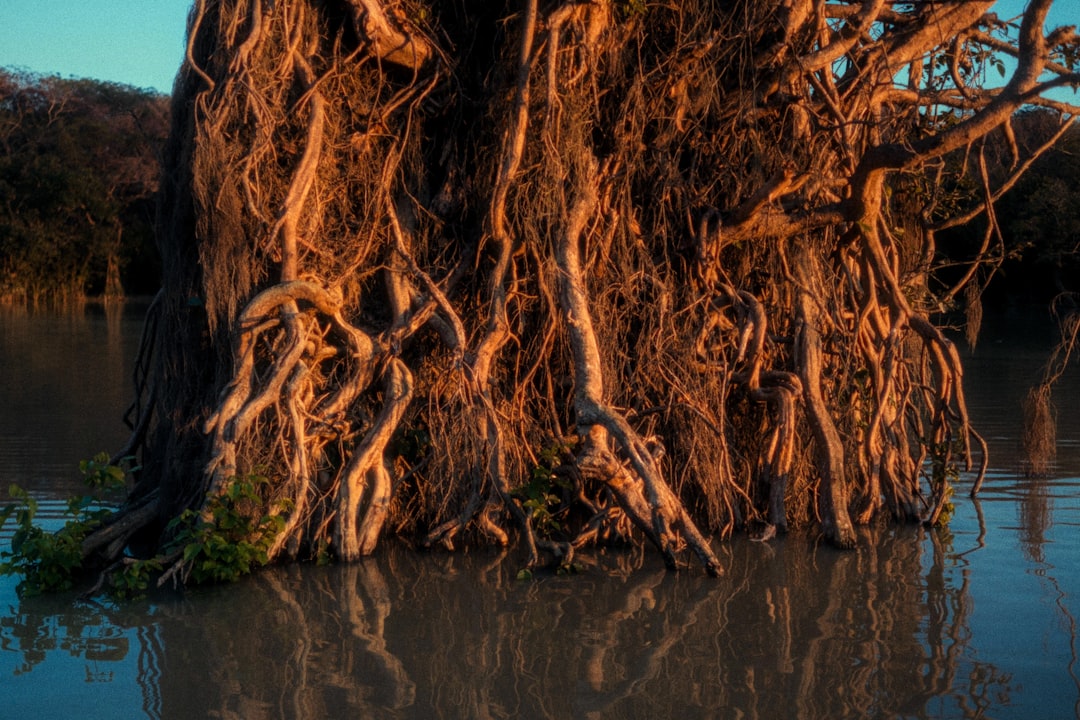 Ratargul: The Enchanting Flooded Forest of Bangladesh - 2W79+MFG | Secret World Trip Planner