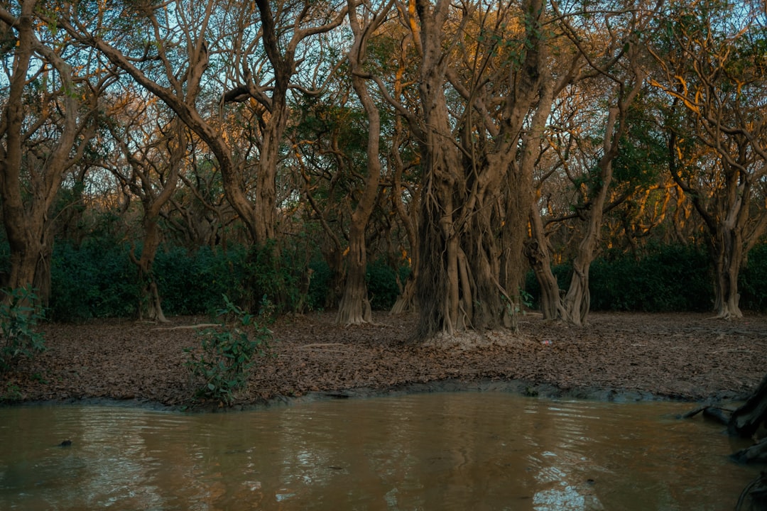 Ratargul: The Enchanting Flooded Forest of Bangladesh - 2W79+MFG | Secret World Trip Planner