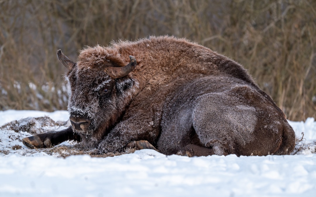 Białowieża : la dernière forêt primaire d'Europe - Białowieża | Secret World Trip Planner