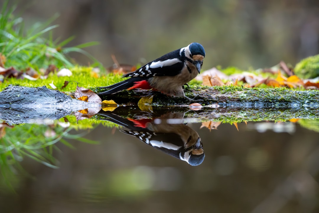Białowieża : la dernière forêt primaire d'Europe - Białowieża | Secret World Trip Planner