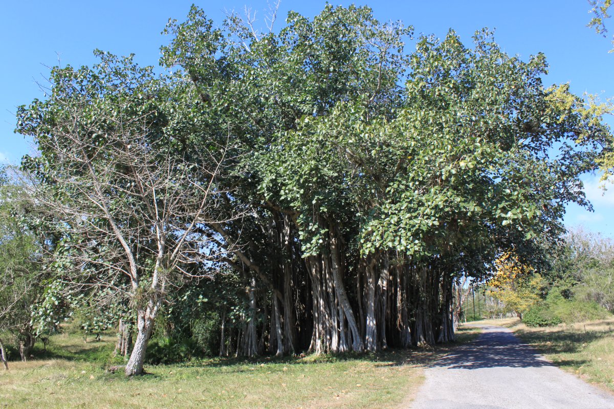 Botanische Gärten von Cienfuegos: Besuchsleitfaden