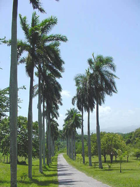 Botanische Gärten von Cienfuegos: Besuchsleitfaden | Secret World Trip Planner