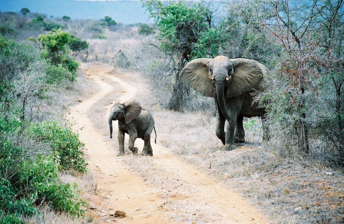 Tsavo: Rote Elefanten und kristallklare Quellen in Kenia | Secret World Trip Planner