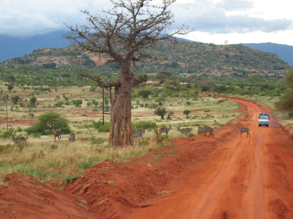 Tsavo : éléphants rouges et sources cristallines au Kenya