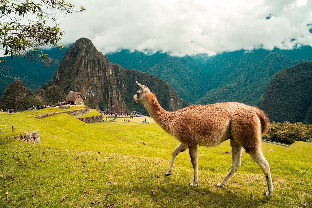 Discover Paca, Nature's Paradise in Peru - Yuracmayo | Secret World Trip Planner