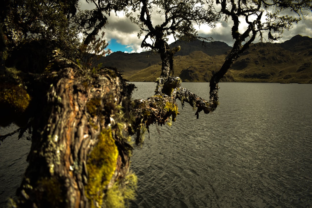 Scoprite Árbol: un angolo di natura in Ecuador - Tabacundo | Secret World Trip Planner