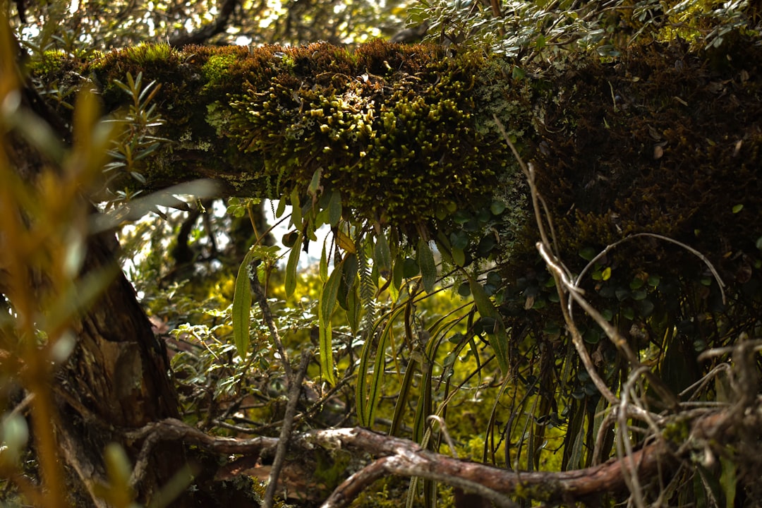 Découvrez Árbol : un coin de nature en Équateur - Tabacundo | Secret World Trip Planner