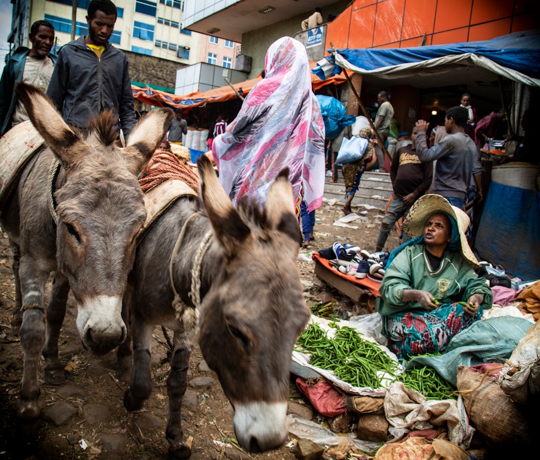 Discover Lich'ma: Ethiopia's Hidden Mountain - W7XQ+98 Gish Abay | Secret World Trip Planner