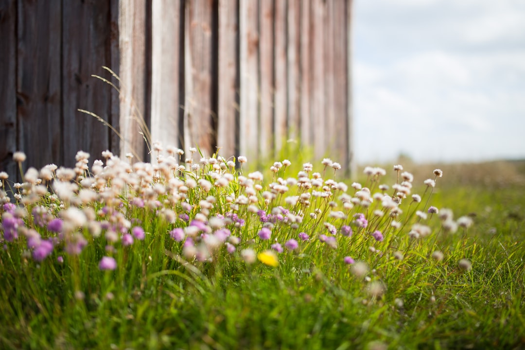 Fårö: natura selvaggia e raukar nel Baltico svedese - Fårö | Secret World Trip Planner