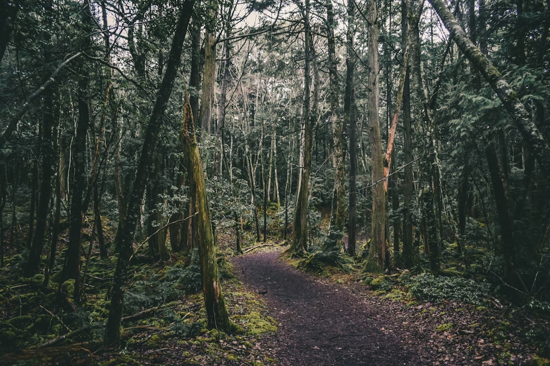 Aokigahara: Trails in the Sea of Fuji Trees — Minamitsuru District