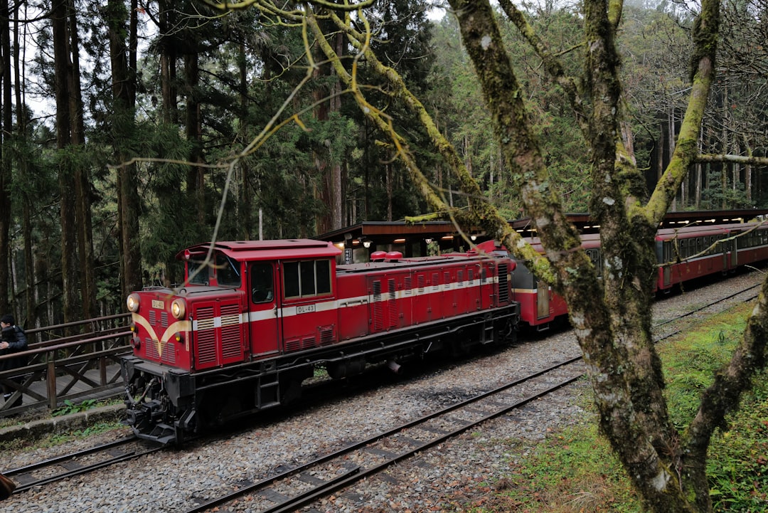 Alishan: sentieri tra cipressi e mare di nuvole - Zhongzheng Village | Secret World Trip Planner