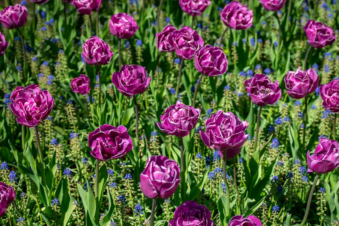 Keukenhof: sette milioni di fiori a Lisse in primavera - Spekkelaan 18 | Secret World Trip Planner
