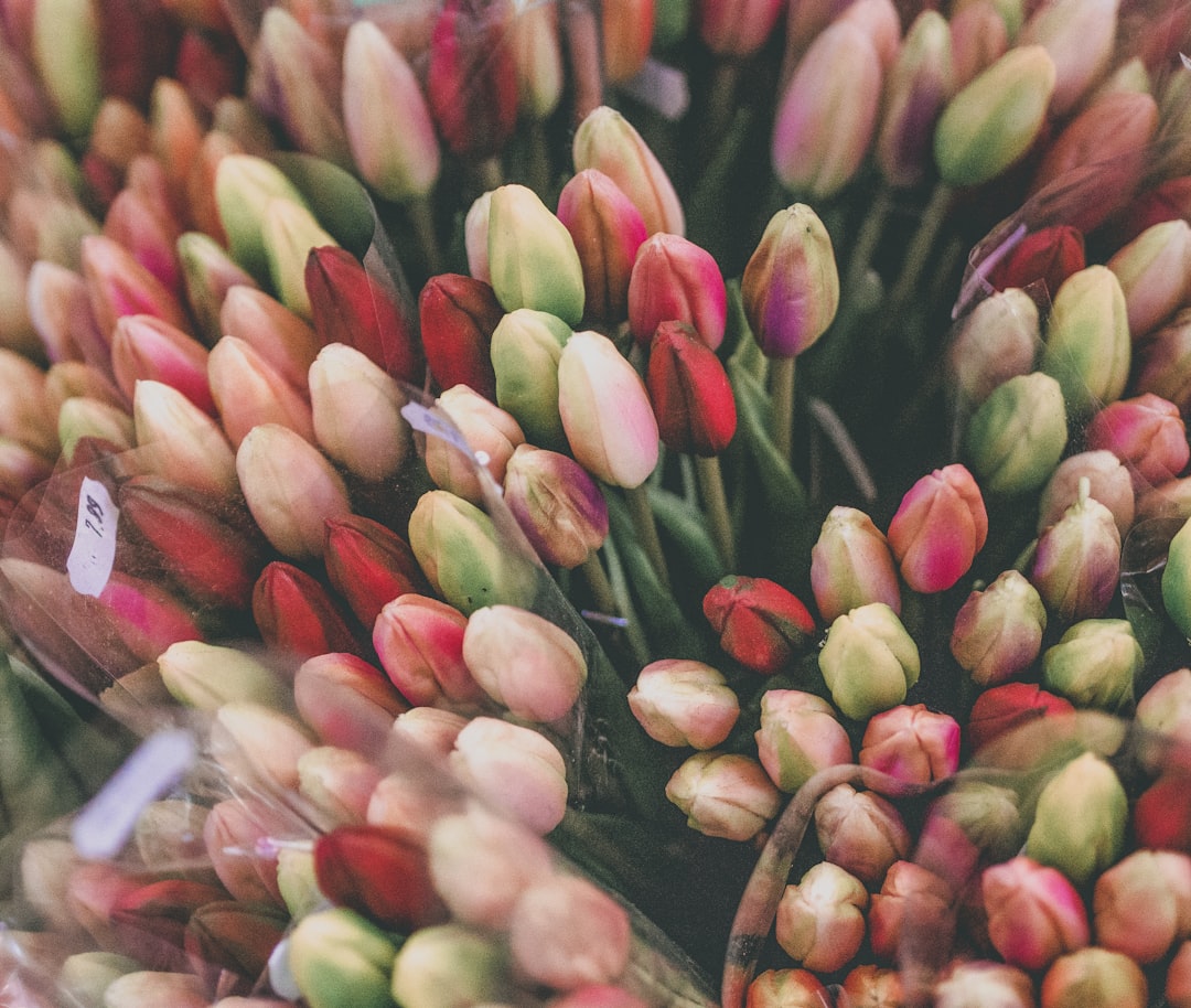 Amsterdam Flower Market: The Floating Tulip Market — Singel 630
