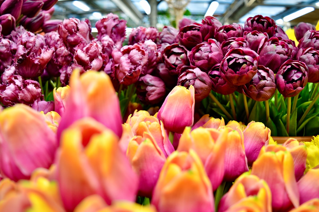 Blumenmarkt in Amsterdam: Der schwimmende Tulpenmarkt - Singel 630 | Secret World Trip Planner