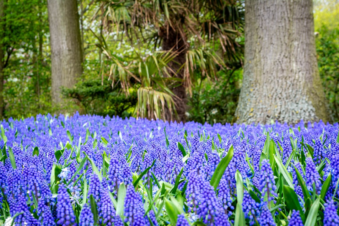 Keukenhof: sette milioni di tulipani in fiore a Lisse - Spekkelaan 18 | Secret World Trip Planner