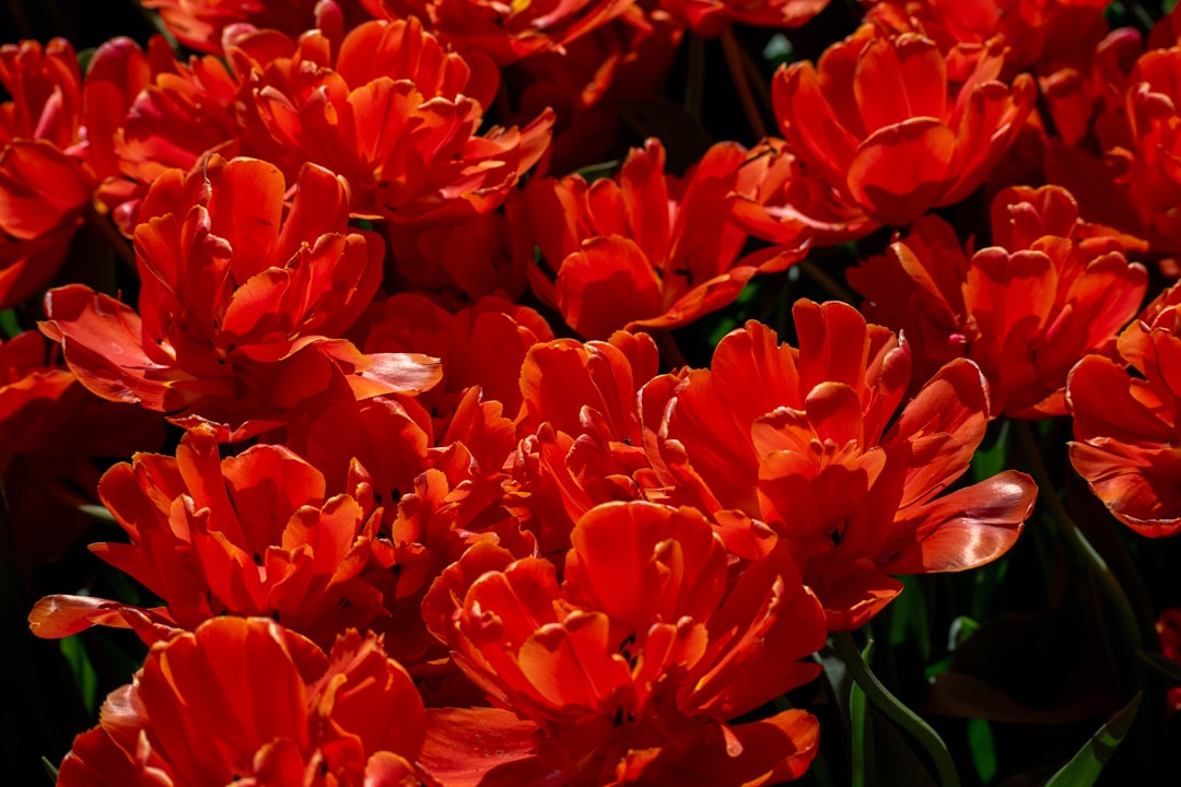 Keukenhof: Seven Million Blooming Tulips in Lisse - Spekkelaan 18 | Secret World Trip Planner