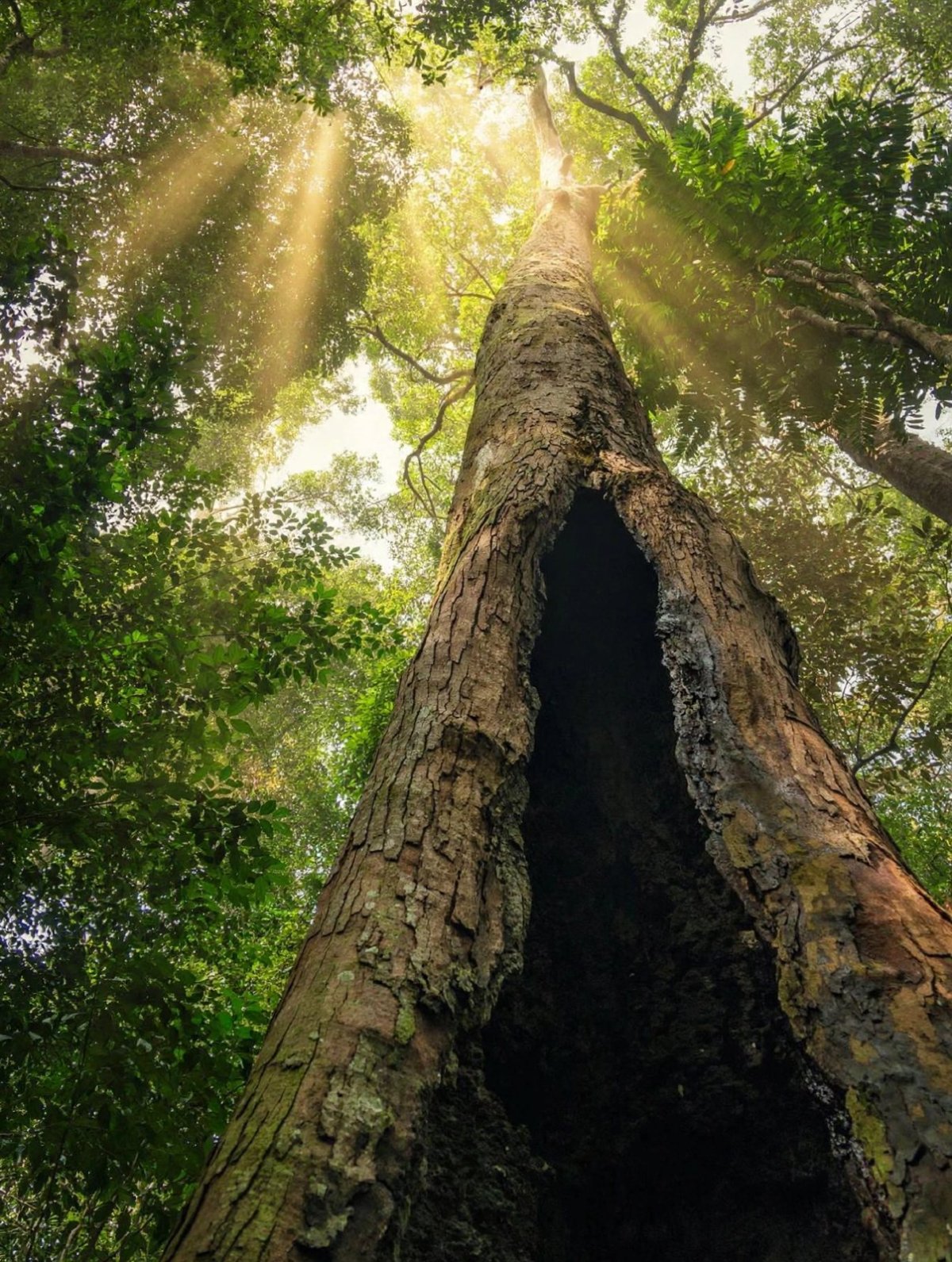 Bukit Lawang - Jungle Paradise - Kabupaten Langkat | Secret World Trip Planner
