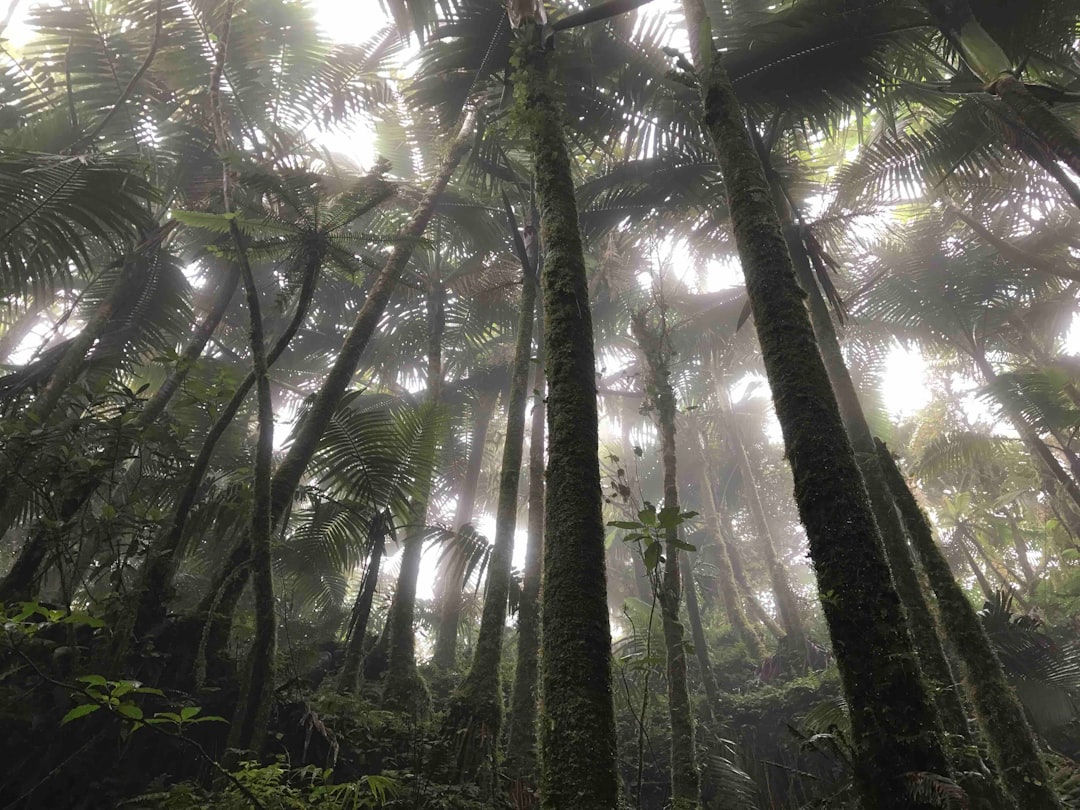 El Yunque: Sunsets Over Puerto Rico's Rainforest - El Yunque | Secret World Trip Planner