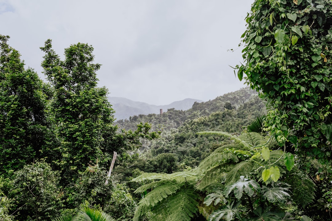 El Yunque: Sunsets Over Puerto Rico's Rainforest - El Yunque | Secret World Trip Planner