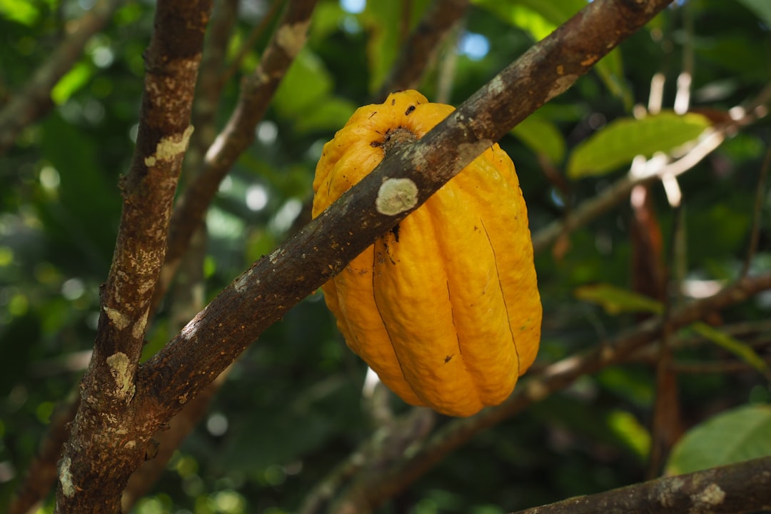 El Yunque: Sunsets Over Puerto Rico's Rainforest - El Yunque | Secret World Trip Planner