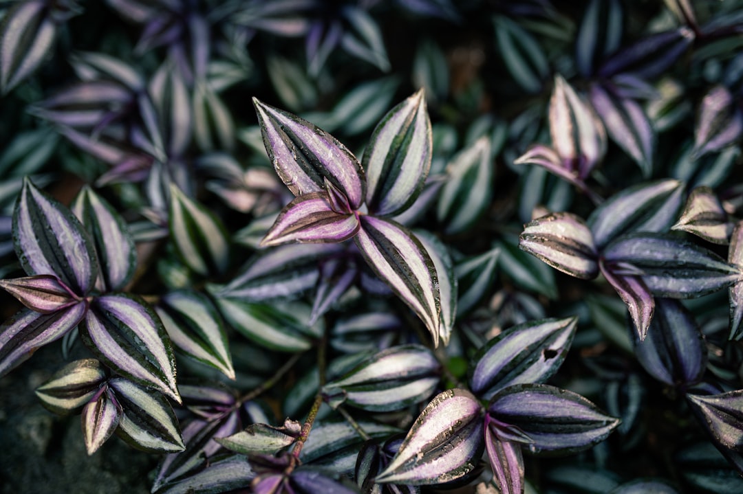 El Yunque: Sunsets Over Puerto Rico's Rainforest - El Yunque | Secret World Trip Planner
