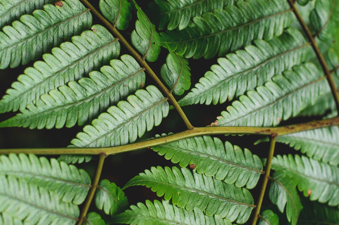 El Yunque : couchers de soleil sur la forêt tropicale - El Yunque | Secret World Trip Planner
